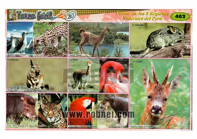 Fauna De Las 8 Regiones Del Peru